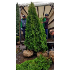 Туя західна колоновидна Колумна | Туя западная колоновидная Колумна | Thuja occidentalis Columna