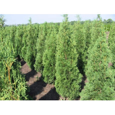 Туя західна колоновидна Колумна | Туя западная колоновидная Колумна | Thuja occidentalis Columna