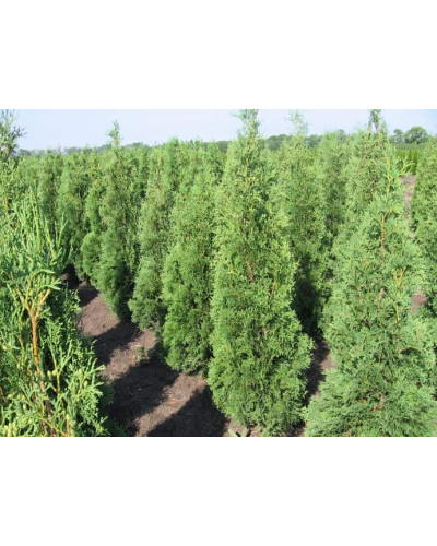Туя західна колоновидна Колумна | Туя западная колоновидная Колумна | Thuja occidentalis Columna