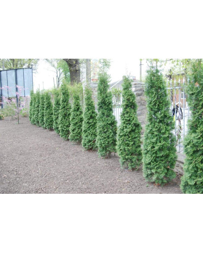 Туя західна колоновидна Колумна | Туя западная колоновидная Колумна | Thuja occidentalis Columna