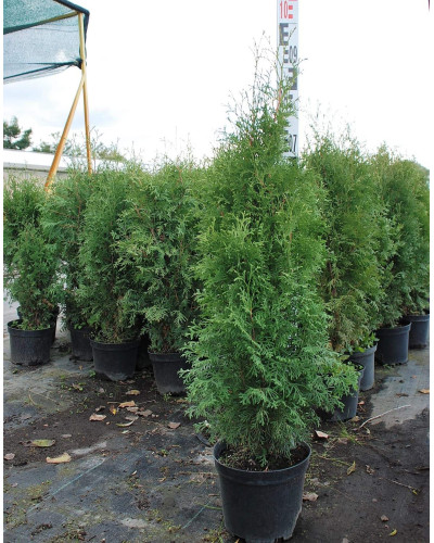 Туя західна колоновидна Колумна | Туя западная колоновидная Колумна | Thuja occidentalis Columna