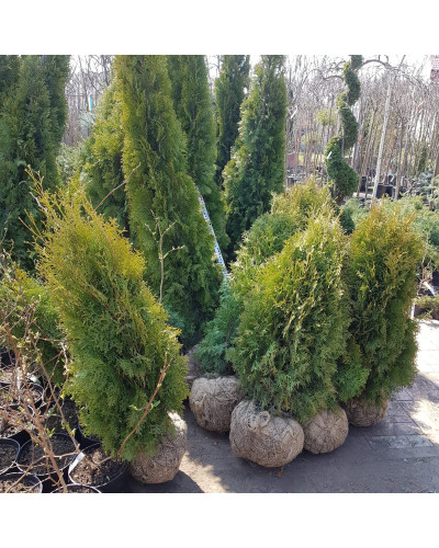 Туя західна колоновидна Колумна | Туя западная колоновидная Колумна | Thuja occidentalis Columna
