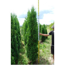 Туя західна колоновидна Колумна | Туя западная колоновидная Колумна | Thuja occidentalis Columna