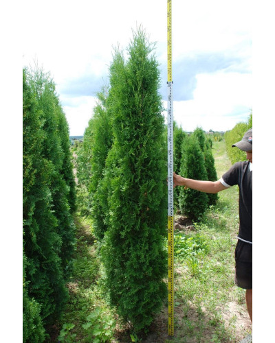 Туя західна колоновидна Колумна | Туя западная колоновидная Колумна | Thuja occidentalis Columna