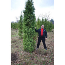 Туя західна колоновидна Колумна | Туя западная колоновидная Колумна | Thuja occidentalis Columna