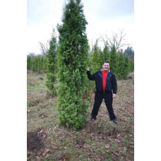 Туя західна колоновидна Колумна | Туя западная колоновидная Колумна | Thuja occidentalis Columna
