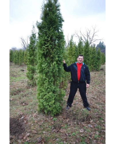 Туя західна колоновидна Колумна | Туя западная колоновидная Колумна | Thuja occidentalis Columna