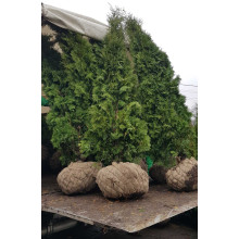 Туя західна колоновидна Колумна | Туя западная колоновидная Колумна | Thuja occidentalis Columna