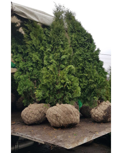 Туя західна колоновидна Колумна | Туя западная колоновидная Колумна | Thuja occidentalis Columna