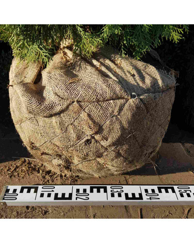 Туя західна колоновидна Колумна | Туя западная колоновидная Колумна | Thuja occidentalis Columna