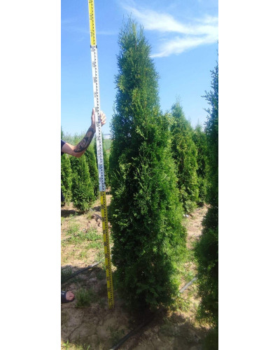 Туя західна колоновидна Колумна | Туя западная колоновидная Колумна | Thuja occidentalis Columna