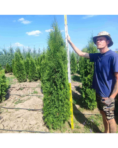 Туя західна колоновидна Колумна | Туя западная колоновидная Колумна | Thuja occidentalis Columna