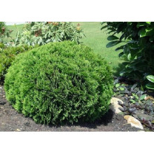 Туя західна Кобольд | Туя западная Кобольд | Thuja occidentalis Kobold