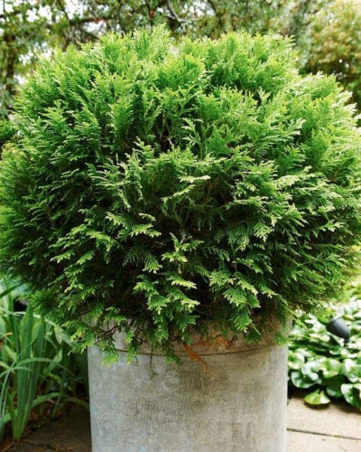 Туя західна Кобольд | Туя западная Кобольд | Thuja occidentalis Kobold