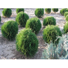 Туя західна Кобольд | Туя западная Кобольд | Thuja occidentalis Kobold