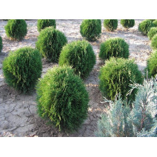 Туя західна Кобольд | Туя западная Кобольд | Thuja occidentalis Kobold