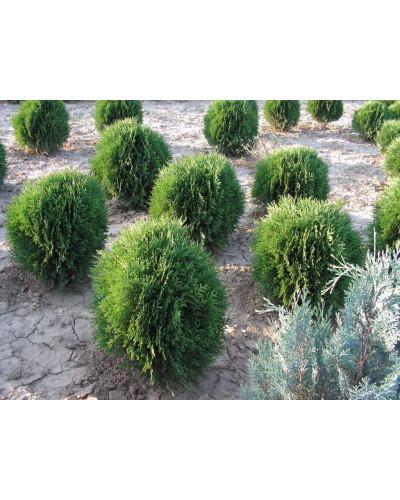 Туя західна Кобольд | Туя западная Кобольд | Thuja occidentalis Kobold