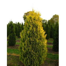 Туя західна Єуроп Голд | Туя западная Еуроп Голд | Thuja occidentalis Europe Gold