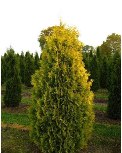 Туя західна Єуроп Голд | Туя западная Еуроп Голд | Thuja occidentalis Europe Gold