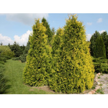 Туя західна Єуроп Голд | Туя западная Еуроп Голд | Thuja occidentalis Europe Gold