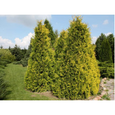 Туя західна Єуроп Голд | Туя западная Еуроп Голд | Thuja occidentalis Europe Gold
