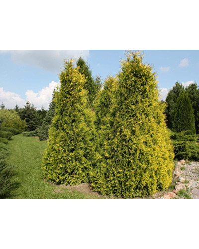 Туя західна Єуроп Голд | Туя западная Еуроп Голд | Thuja occidentalis Europe Gold