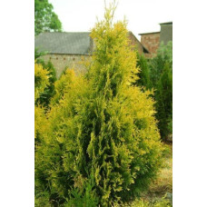 Туя західна Єуроп Голд | Туя западная Еуроп Голд | Thuja occidentalis Europe Gold