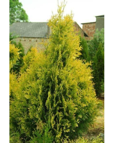 Туя західна Єуроп Голд | Туя западная Еуроп Голд | Thuja occidentalis Europe Gold