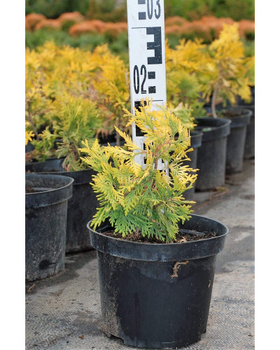 Туя західна Єуроп Голд | Туя западная Еуроп Голд | Thuja occidentalis Europe Gold