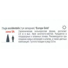 Туя західна Єуроп Голд | Туя западная Еуроп Голд | Thuja occidentalis Europe Gold