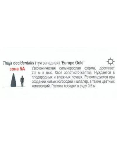 Туя західна Єуроп Голд | Туя западная Еуроп Голд | Thuja occidentalis Europe Gold