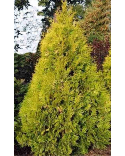 Туя західна Єуроп Голд | Туя западная Еуроп Голд | Thuja occidentalis Europe Gold