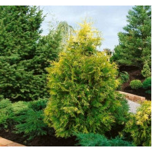 Туя західна Єуроп Голд | Туя западная Еуроп Голд | Thuja occidentalis Europe Gold