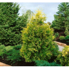 Туя західна Єуроп Голд | Туя западная Еуроп Голд | Thuja occidentalis Europe Gold