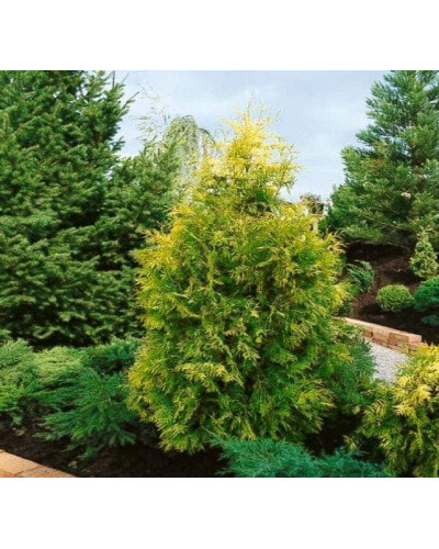 Туя західна Єуроп Голд | Туя западная Еуроп Голд | Thuja occidentalis Europe Gold