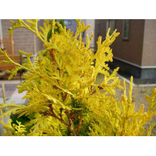 Туя західна Єуроп Голд | Туя западная Еуроп Голд | Thuja occidentalis Europe Gold