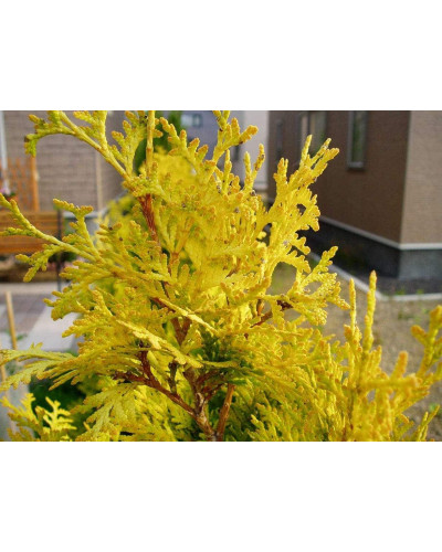 Туя західна Єуроп Голд | Туя западная Еуроп Голд | Thuja occidentalis Europe Gold