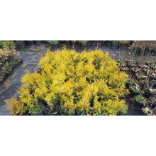 Туя західна Єуроп Голд | Туя западная Еуроп Голд | Thuja occidentalis Europe Gold