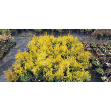 Туя західна Єуроп Голд | Туя западная Еуроп Голд | Thuja occidentalis Europe Gold