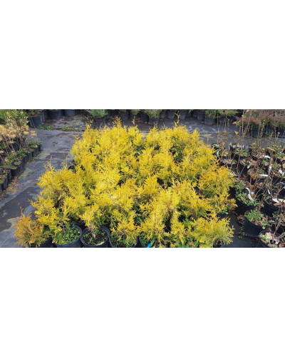 Туя західна Єуроп Голд | Туя западная Еуроп Голд | Thuja occidentalis Europe Gold