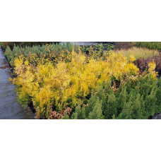 Туя західна Єуроп Голд | Туя западная Еуроп Голд | Thuja occidentalis Europe Gold