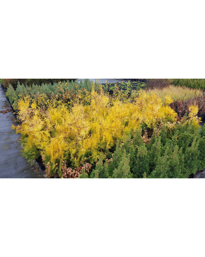 Туя західна Єуроп Голд | Туя западная Еуроп Голд | Thuja occidentalis Europe Gold