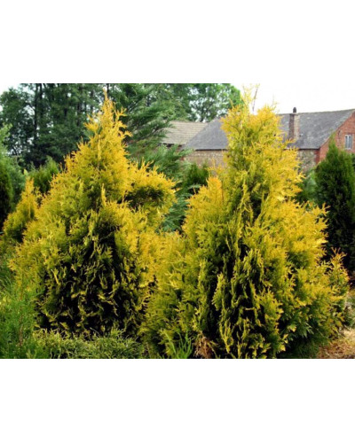 Туя західна Єуроп Голд | Туя западная Еуроп Голд | Thuja occidentalis Europe Gold