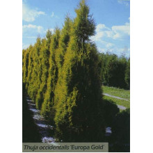 Туя західна Єуроп Голд | Туя западная Еуроп Голд | Thuja occidentalis Europe Gold