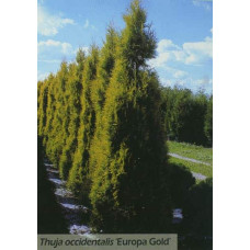 Туя західна Єуроп Голд | Туя западная Еуроп Голд | Thuja occidentalis Europe Gold