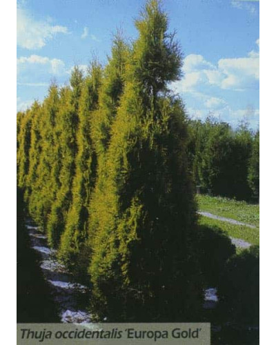 Туя західна Єуроп Голд | Туя западная Еуроп Голд | Thuja occidentalis Europe Gold