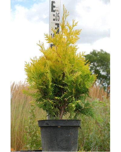 Туя західна Єуроп Голд | Туя западная Еуроп Голд | Thuja occidentalis Europe Gold