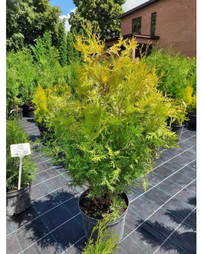 Туя західна Єуроп Голд | Туя западная Еуроп Голд | Thuja occidentalis Europe Gold