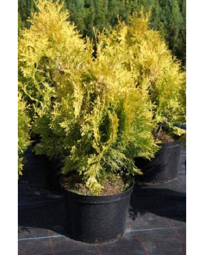 Туя західна Єуроп Голд | Туя западная Еуроп Голд | Thuja occidentalis Europe Gold