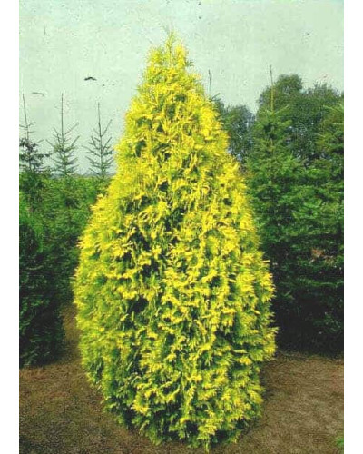 Туя західна Єуроп Голд | Туя западная Еуроп Голд | Thuja occidentalis Europe Gold
